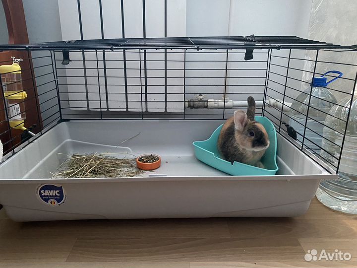 Декоративный кролик