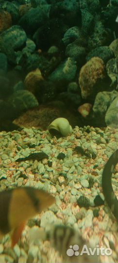 Аквариумные рыбки