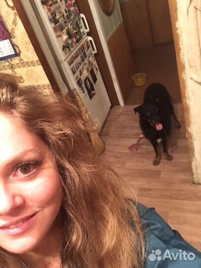 Передержка животных