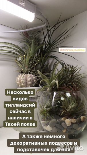 Тилландсия атмосферная