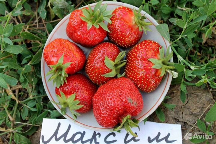 Рассада клубники и земляники безусой