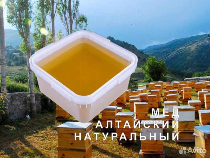 Мед натуральный с Алтая опт