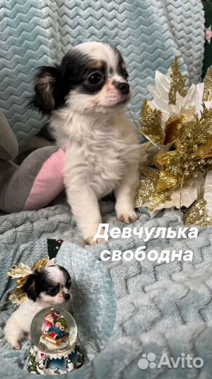 Малыши чихуахуа