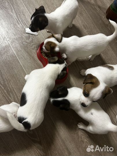 Щенки джек рассел терьер гладкошерстный