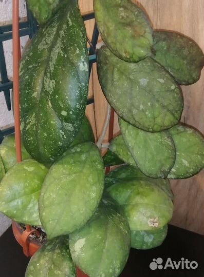 Хойи на срез