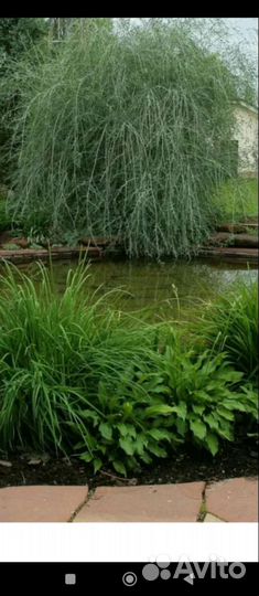 Ива извилистая (Свердловская)