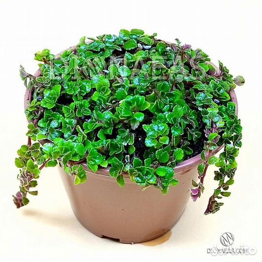 Эсхинантус, Аихризон, Пилеи, Переския