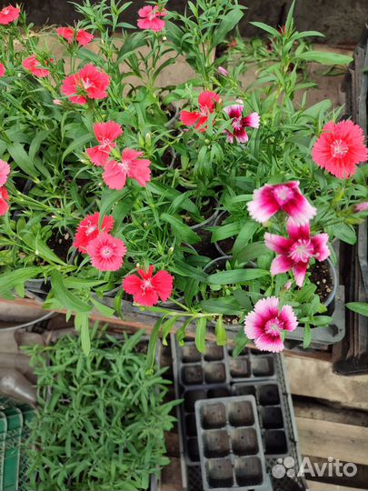 Рассада цветов, овощи