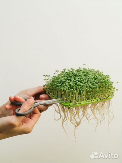 Проращиватель зелени 4-х модульный