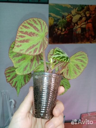 Бегония Silver jewel