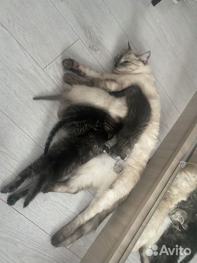 Кошки в добрые руки