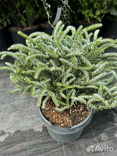 Пихта корейская Сильберлок