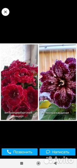 Глоксиния махровая