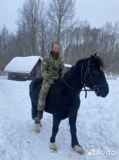 Жеребец рысак/тяж
