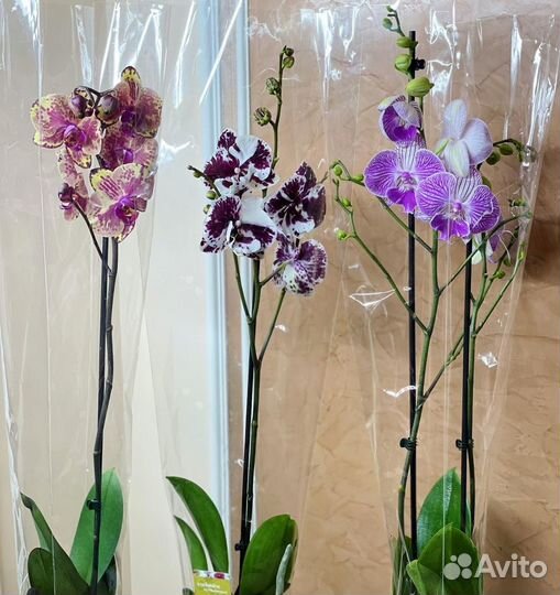 Коллекционные орхидеи