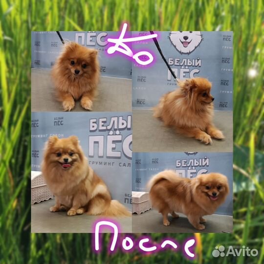 Груминг собак и экспресс-линька кошек