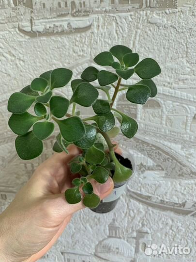 Аихризон (Aichryson)