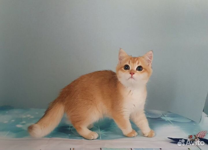 Золотые малыши