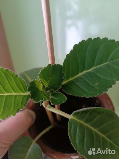 Глоксиния махровая