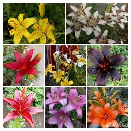 Многолетние цветы