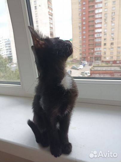 Отдам в дар котёнка