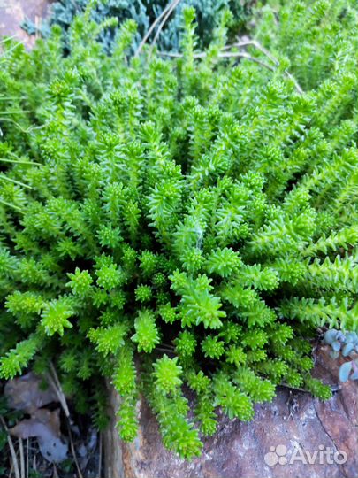 Очиток садовый