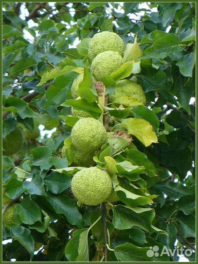 Саженцы маклюры (Адамово яблоко)