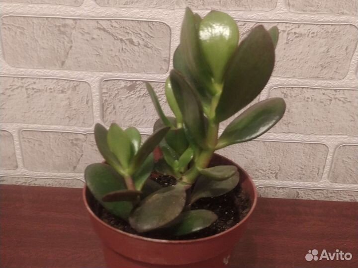 Красула толстянка