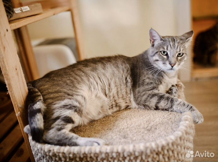 Геркулес – мужчина, способный восхищать