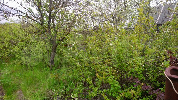 Участок 6 сот. (СНТ, ДНП)