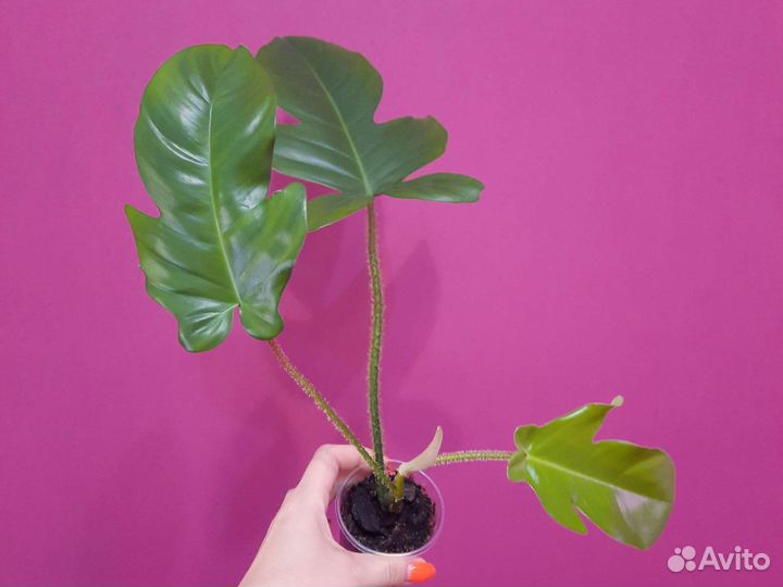 Филодендрон