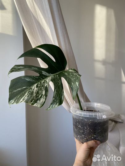 Монстера альба вариегатная