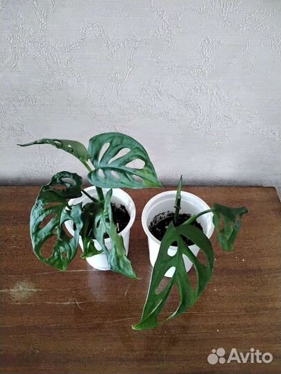 Продажа комнатных цветов