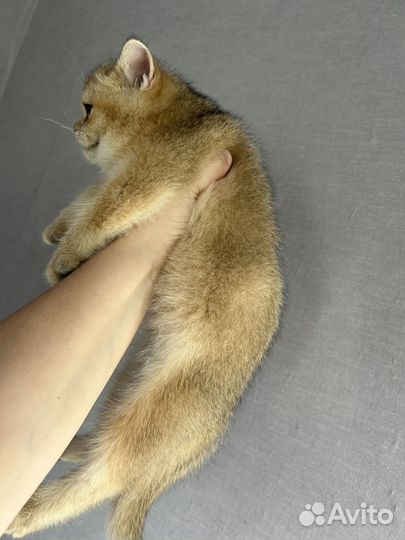 Британская золотая шиншилла девочка