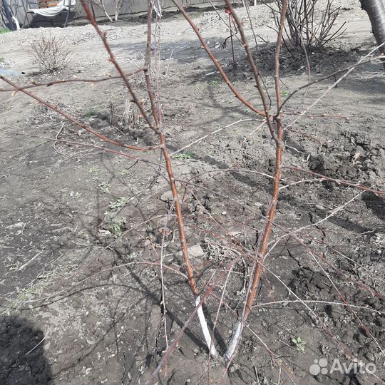 Вишня на ножке