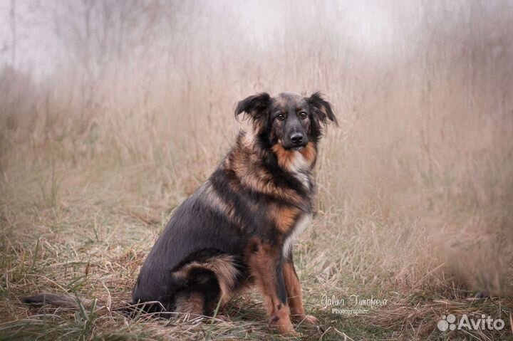 Плюша ищет дом