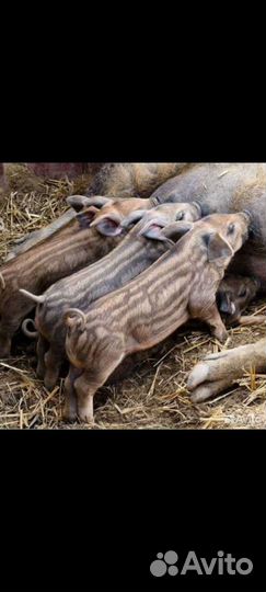 Венгерская мангалица