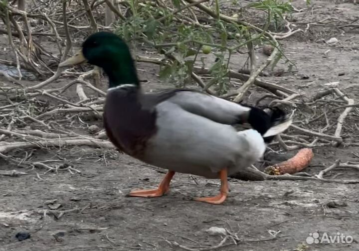 Утки дикие