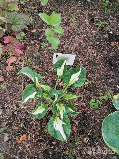 Сортовые хосты