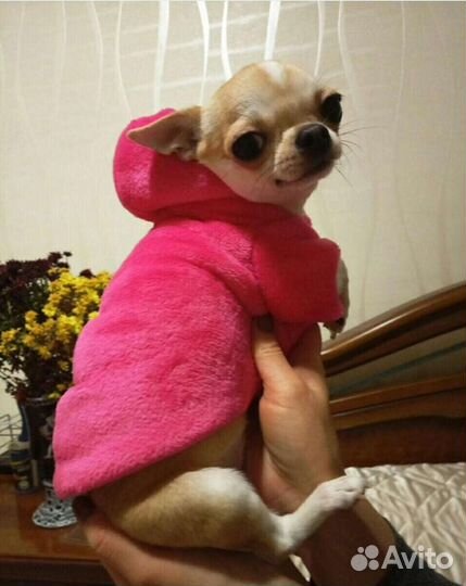 Пошив одежды для собак