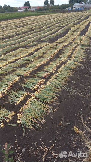 Лук севок штутгартер