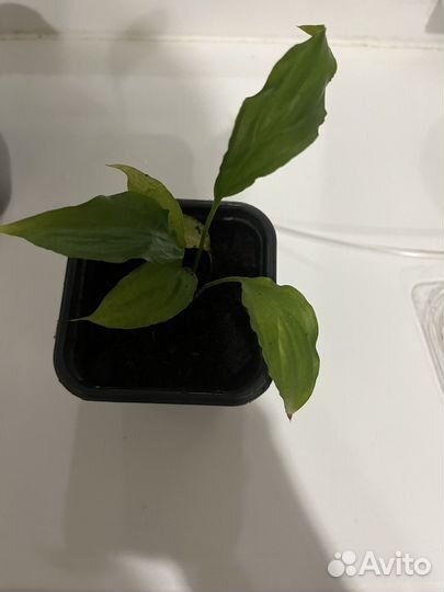 Спацифиллум