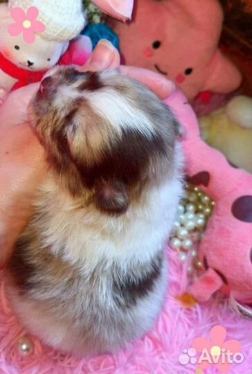 Эксклюзив супер микрик малыш медвежонок,доставка