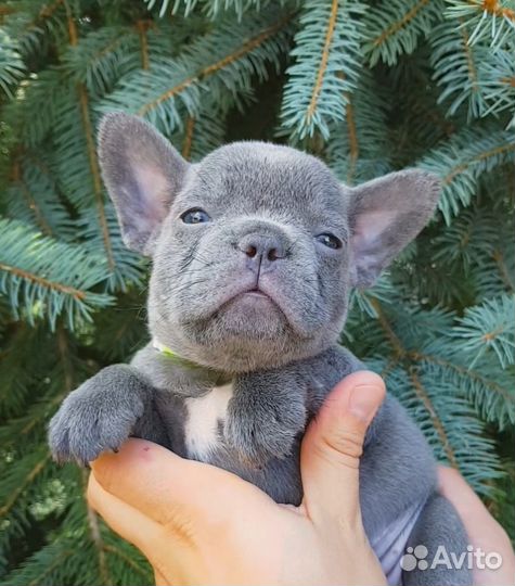 Французики