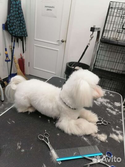 Груминг собак с выездом на дом