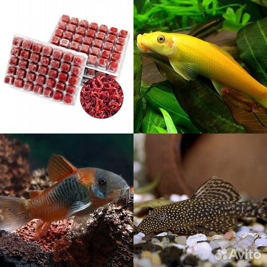 Рыбки-Раки-Улитки-Мотыль-Сомы-Артемия-Циклоп