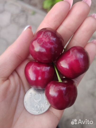 Черешня оптом
