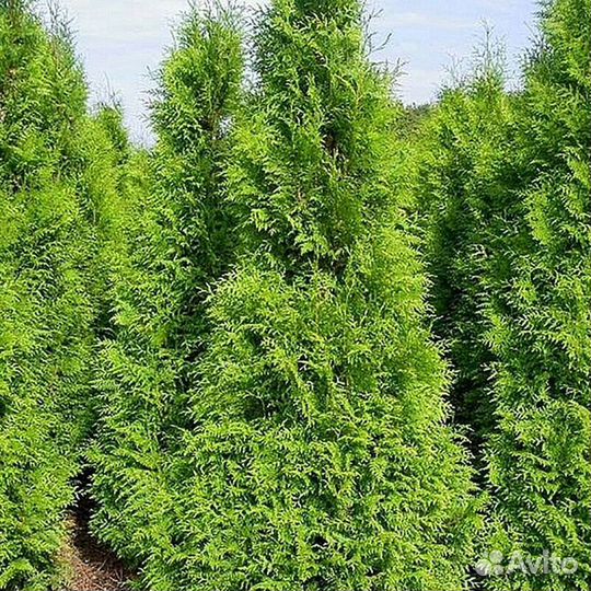 Туя с доставкой Питомник хвойных растений: выращив