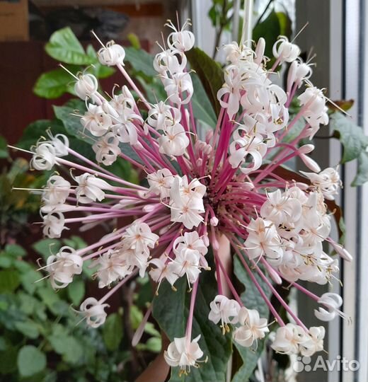 Экзотика комнатная