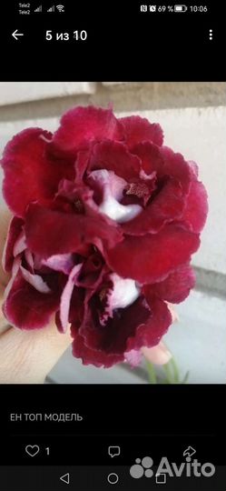 Глоксинии посадочный материал